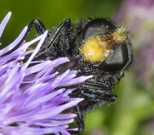 Macro photo of Hoverfly(Bumblebee mimic)